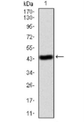 Western Blot: Annexin V Antibody (3B9B7)BSA Free [NBP2-52414]