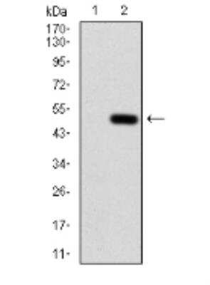 Western Blot: Annexin V Antibody (3B9B7)BSA Free [NBP2-52414]