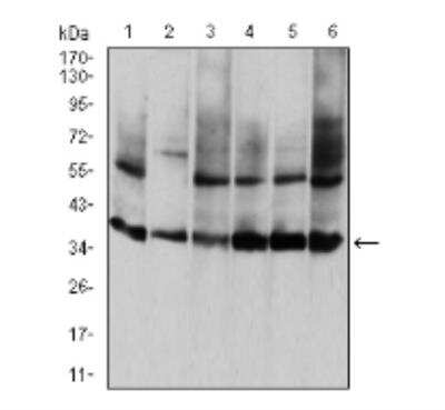 Western Blot: Annexin V Antibody (3B9B7)BSA Free [NBP2-52414]