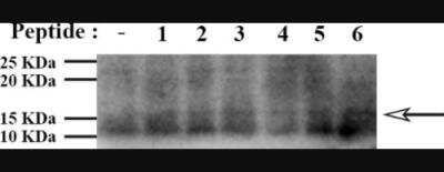 Western Blot: Antennapedia Control AntibodyBSA Free [NBP2-23629]