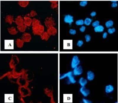 Immunocytochemistry/ Immunofluorescence: Antennapedia Control Peptide [NBP2-29334]