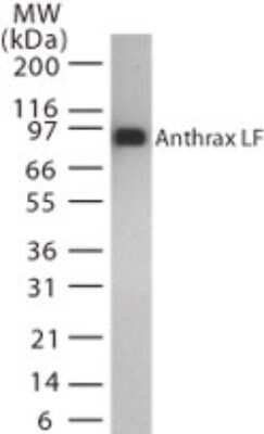 Western Blot: Anthrax LF Antibody (5F502.2)Azide Free [NBP2-33235]