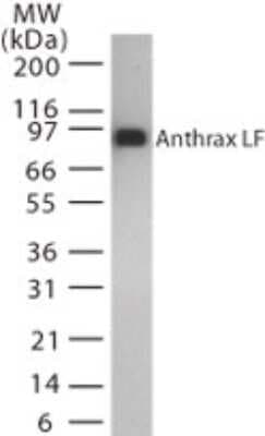Western Blot: Anthrax LF Antibody (5F502.2) [NB100-56592]