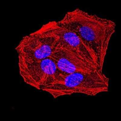 Immunocytochemistry/ Immunofluorescence: Apc10 Antibody (3E9A9) - BSA Free [NBP2-61888]