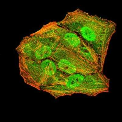 Immunocytochemistry/ Immunofluorescence: Apc10 Antibody (3E9A9) - BSA Free [NBP2-61888]
