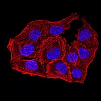 Immunocytochemistry/ Immunofluorescence: Apc10 Antibody (8F1D10) - BSA Free [NBP2-61889]