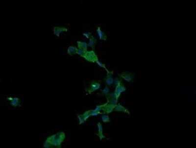 Immunocytochemistry/ Immunofluorescence: Apc11 Antibody (OTI3F5) - Azide and BSA Free [NBP2-71939]