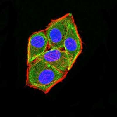 Immunocytochemistry/ Immunofluorescence: Apc2 Antibody (3A2G2) - BSA Free [NBP2-61656]