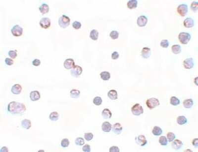 Immunocytochemistry/ Immunofluorescence: Apc2 Antibody - BSA Free [NBP1-77376]