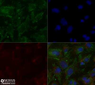 Immunocytochemistry/ Immunofluorescence: ApoE4 Antibody (4E4) - BSA Free [NBP1-49529]