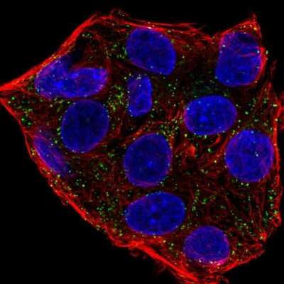 Immunocytochemistry/ Immunofluorescence: Apolipoprotein A-I/ApoA1 Antibody [NBP2-33468]
