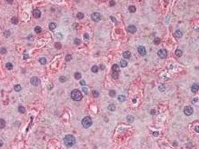 Immunohistochemistry: Apolipoprotein A-I/ApoA1 Antibody [NB400-147]