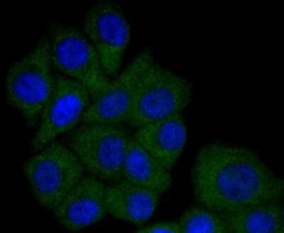 Immunocytochemistry/ Immunofluorescence: Apolipoprotein A-I/ApoA1 Antibody (JF0548) [NBP2-67161]