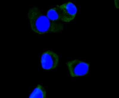 Immunocytochemistry/ Immunofluorescence: Apolipoprotein A-I/ApoA1 Antibody (JF0548) [NBP2-67161]