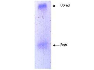 Western Blot: Apolipoprotein A-I/ApoA1 Antibody [NB400-147]