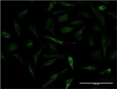 Immunocytochemistry/ Immunofluorescence: Apolipoprotein A-II/ApoA2 Antibody (1H6) [H00000336-M03]