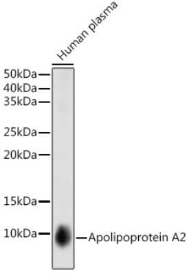 Western Blot: Apolipoprotein A-II/ApoA2 Antibody (5F7U1) [NBP3-16168]