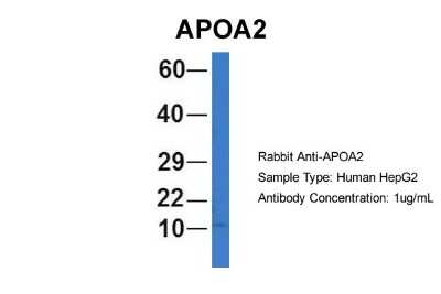 Western Blot: Apolipoprotein A-II/ApoA2 Antibody [NBP1-57716]