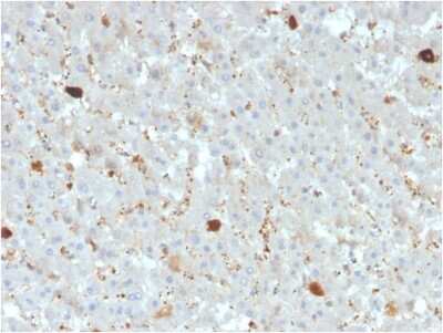 Immunohistochemistry-Paraffin: Apolipoprotein A-IV/ApoA4 Antibody (APOA4/3372) [NBP3-07203]