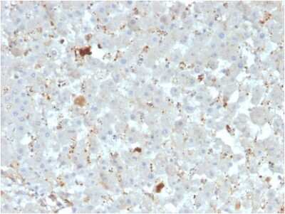 Immunohistochemistry-Paraffin: Apolipoprotein A-IV/ApoA4 Antibody (APOA4/3372) - Azide and BSA Free [NBP3-08947]