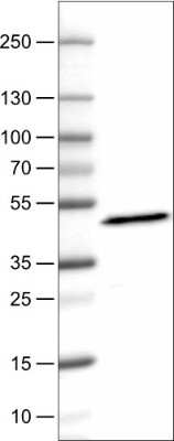 Western Blot: Apolipoprotein A-IV/ApoA4 Antibody (CL0465) [NBP2-52930]