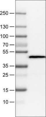 Western Blot: Apolipoprotein A-IV/ApoA4 Antibody (CL0468) [NBP2-52932]