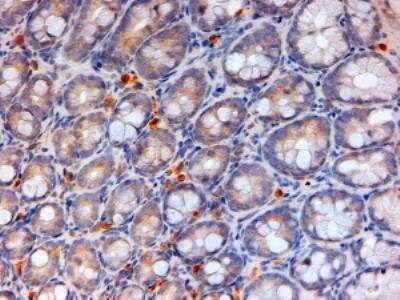 Immunohistochemistry-Paraffin: Apolipoprotein A-IV/ApoA4 Antibody [NBP1-06019]