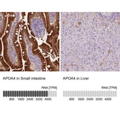 Immunohistochemistry-Paraffin: Apolipoprotein A-IV/ApoA4 Antibody [NBP1-86164]
