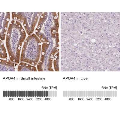 Immunohistochemistry-Paraffin: Apolipoprotein A-IV/ApoA4 Antibody [NBP1-86179]