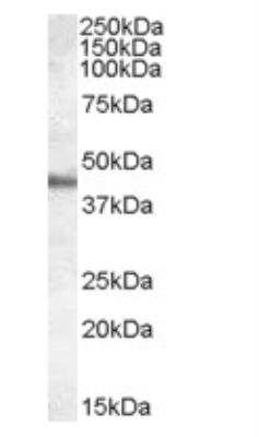 Western Blot: Apolipoprotein A-IV/ApoA4 Antibody [NB100-57089]