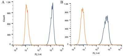 Flow Cytometry: Apolipoprotein A5 Antibody (1G5G9) - BSA Free [NB110-55454]