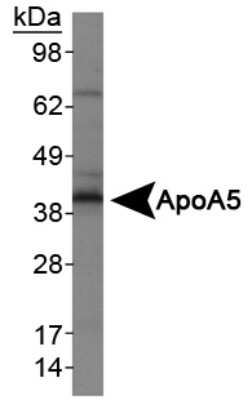 Western Blot: Apolipoprotein A5 Antibody (1G5G9)BSA Free [NB110-55454]