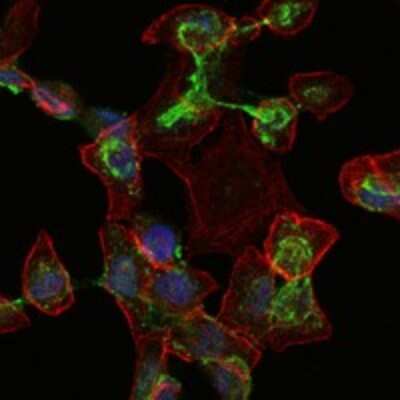 Immunocytochemistry/ Immunofluorescence: Apolipoprotein B/ApoB Antibody (6G6) - BSA Free [NBP2-37598]