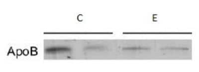 Western Blot: Apolipoprotein B/ApoB Antibody [NB200-527]