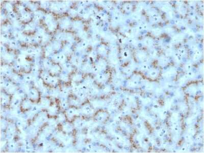 Immunohistochemistry-Paraffin: Apolipoprotein D Antibody (APOD/3412) [NBP3-07382]
