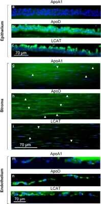 Immunocytochemistry/ Immunofluorescence: Apolipoprotein D Antibody [NBP2-42526]