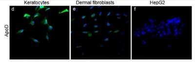 Immunocytochemistry/ Immunofluorescence: Apolipoprotein D Antibody [NBP2-42526]