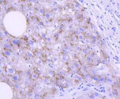 Immunohistochemistry-Paraffin: Apolipoprotein E/ApoE Antibody (SC0536) [NBP2-67565]