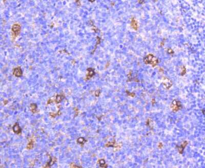 Immunohistochemistry-Paraffin: Apolipoprotein E/ApoE Antibody (SC0536) [NBP2-67565]