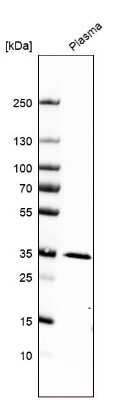 Western Blot: Apolipoprotein E/ApoE Antibody [NBP2-49450]