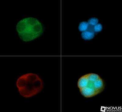 Immunocytochemistry/ Immunofluorescence: Apolipoprotein E R2/ApoE R2 Antibody [NB100-2217]