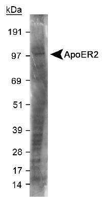 Western Blot: Apolipoprotein E R2/ApoE R2 Antibody [NB100-2217]