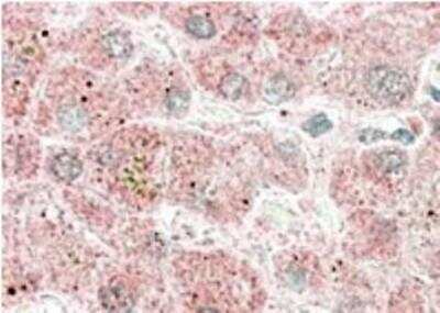 Immunohistochemistry-Paraffin: Apolipoprotein F Antibody [NBP1-20882]