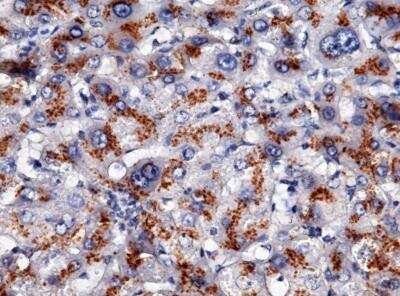Immunohistochemistry-Paraffin: Apolipoprotein H/ApoH Antibody (003) [NBP2-89849]
