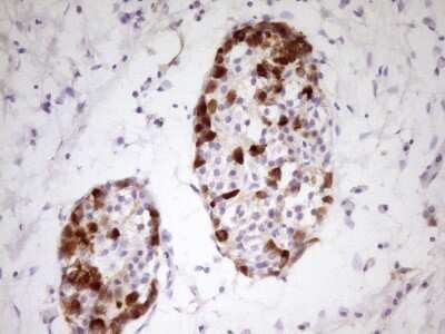 Immunohistochemistry: Apolipoprotein H/ApoH Antibody (OTI4A11) [NBP2-46534]