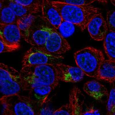Immunocytochemistry/ Immunofluorescence: Apolipoprotein H/ApoH Antibody [NBP1-90046]