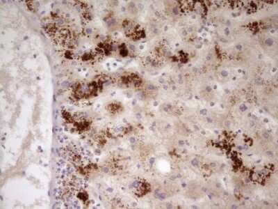 Immunohistochemistry: Apolipoprotein H/ApoH Antibody (OTI4A11) - Azide and BSA Free [NBP2-70186]