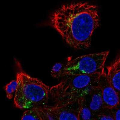 Immunocytochemistry/ Immunofluorescence: Apolipoprotein M/ApoM Antibody [NBP2-48991]