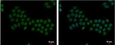 Immunocytochemistry/ Immunofluorescence: Apoptosis enhancing nuclease Antibody [NBP1-31700]