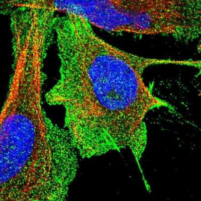Immunocytochemistry/ Immunofluorescence: Aquaporin 1/AQP1 Antibody [NBP1-84488]